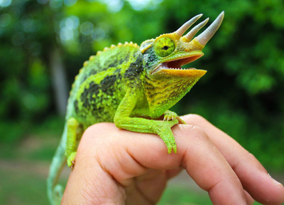 The beer cellar gaffer is a creature known as a Jackson’s chameleon or Kikuyu three-horned chameleon.