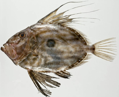 John Dory: a species of fish.