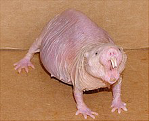 The strange creature to the left of Nicolas is a naked mole-rat, a native of East Africa.